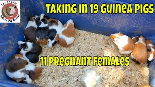 19 Guinea Pigs Breeding Group Intake
