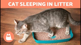 Why Is My CAT SLEEPING in the LITTER BOX? 🐈💤📦 (4 Causes)
