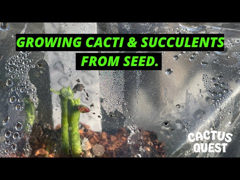 8 Super Useful Tips To Improve Succulent Identification Photos