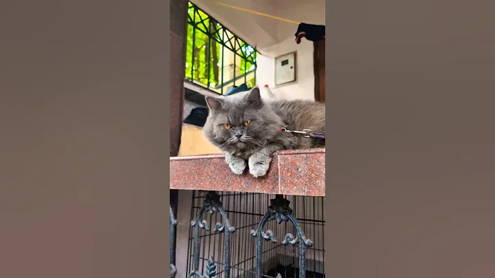 Video 10983521: cat pet fun, cat funny pets