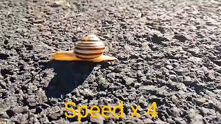 Brian From The Magic Roundabout? Speed-Up Uk Wild V2