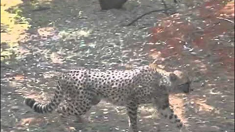 Feeding time at the cheetah centre May 5, 2014