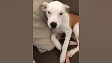 Video of adoptable pet named Matilda