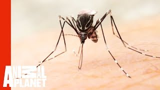 The Devastating Effects Of The Zika Virus | Monsters Inside Me