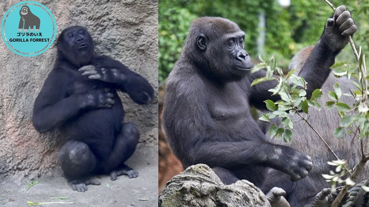ドラミングの練習をする子ゴリラ リキ Little gorilla Riki practices drumming【上野動物園】Gorilla ...