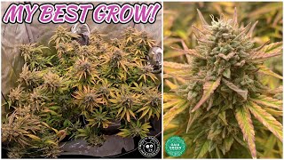 HARVESTING GRAPE CRINKLE (DAYS 32-70) MEPHISTO GENETICS
