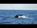 Madeira -  Whalewatching mit Delfinen