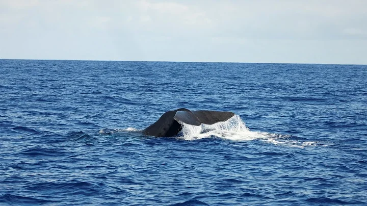 Madeira -  Whalewatching mit Delfinen