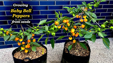 Growing Sweet Baby Bell Peppers from Seed to Harvest - Step by Step (in Containers)