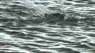 120 belizebonefish fish1 bonefish