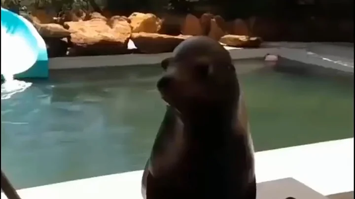 Funny Animals Videos Compilation! Part #3