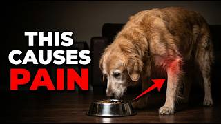 Your Senior Dog's Joint Pain Might Be Coming From Their Food Bowl