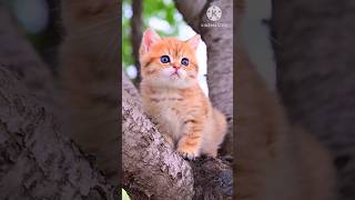 Cat Fails 😂😂😂
