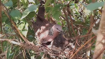#EP20. Spotted Dove birds Feed the baby in the nest well [ Review Bird Nest ]