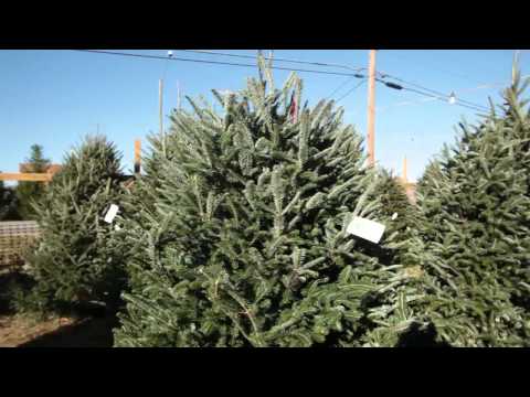 tips-for-a-successful-christmas-tree-retail-lot