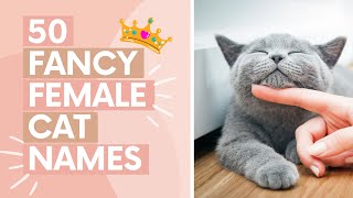 50 FANCY FEMALE CAT NAMES (Girl Cat Name Ideas)