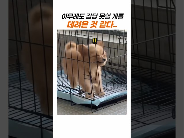 입양 첫날부터 호랑이 기운 보여주는 강아지 상태