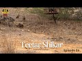 Hunting  teetar ki awaaz  shikar  partridge  francolin  episode 23