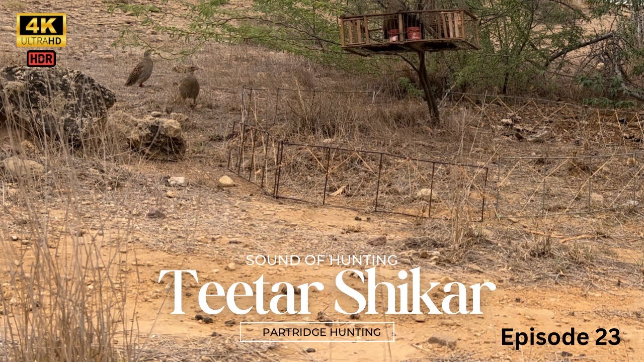 Hunting  Teetar ki Awaaz  Shikar  Partridge  francolin  Episode 23