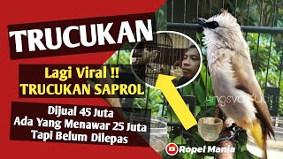 LAGI VIRAL !! TRUCUKAN SAPROL dijual 45 Juta