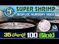 Biofloc Shrimp Farming | Super Shrimp Biofloc Nursery seed Hatchery | Shrimp Farming | Aqua Factory