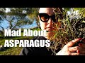 Mad About Asparagus - Wild Asparagus hunting in Croatia