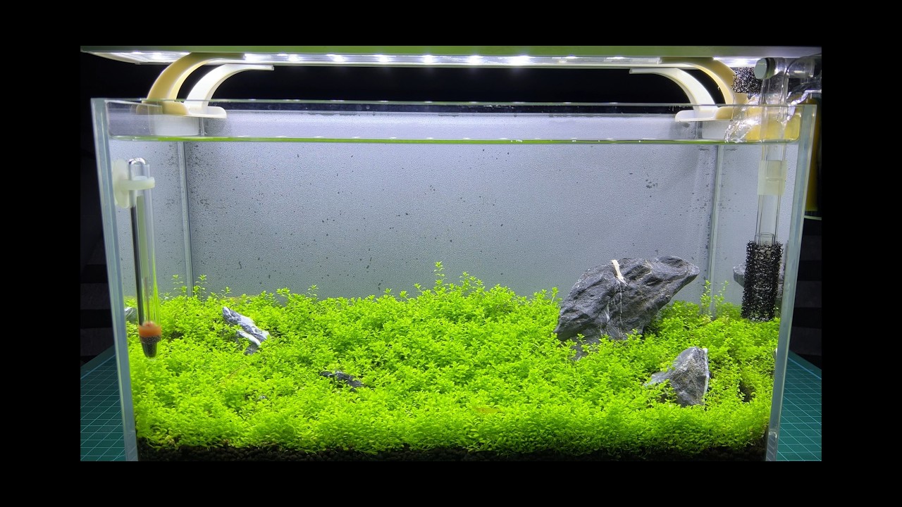 책상 위 작은 초원, 집에서 힐링하기. (수초항) - Monte Carlo Aquascape for Home Relaxation