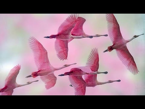 Улицы - Розовые птицы
