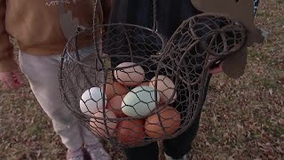 Backyard chickens prove to be a gamechanger for some Utahns