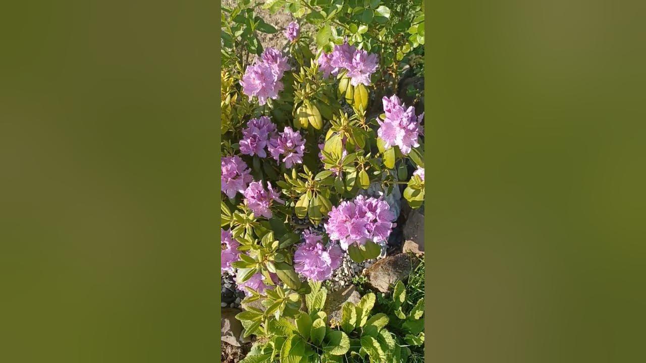 цветущий куст рододендрум - YouTube