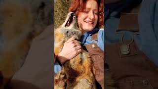 Hiç Tilki Gülüşü Gördünüz Mü? Fox