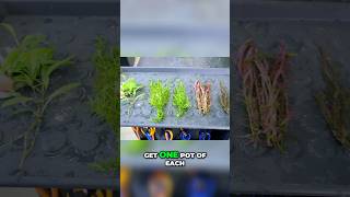 Aquascaping 101: Easy Guide to Thriving Aquarium Stem Plants! #plantedtank #fish #aquarium #fishtank @MDFishTanks