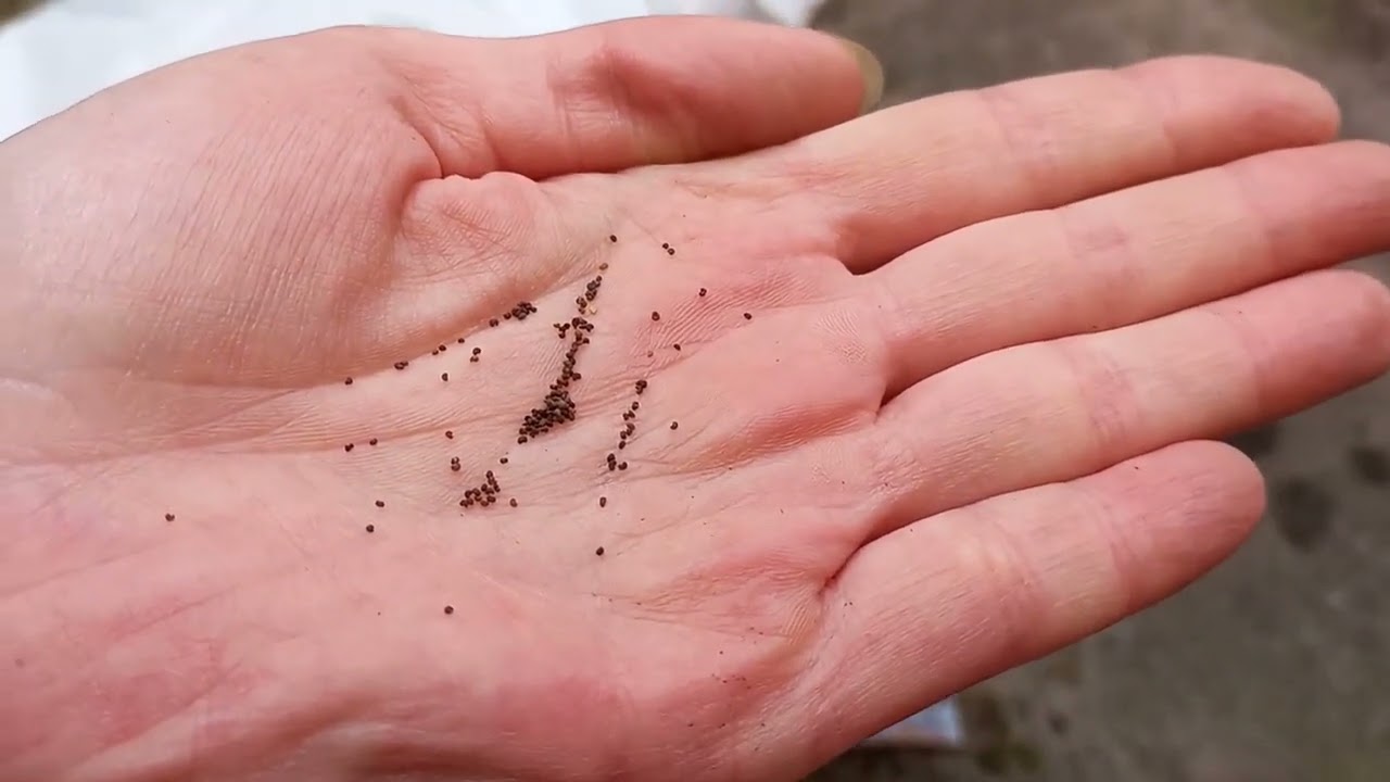 Hoe Zaai je Klaprozen (Papaver) | Makkelijk Papaver Zaaien in een pot! 🌸