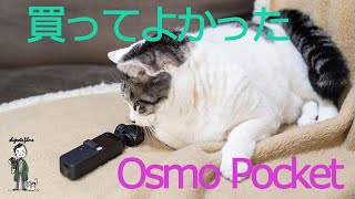オスモポケットとねこ - Osmo Pocket and Cat