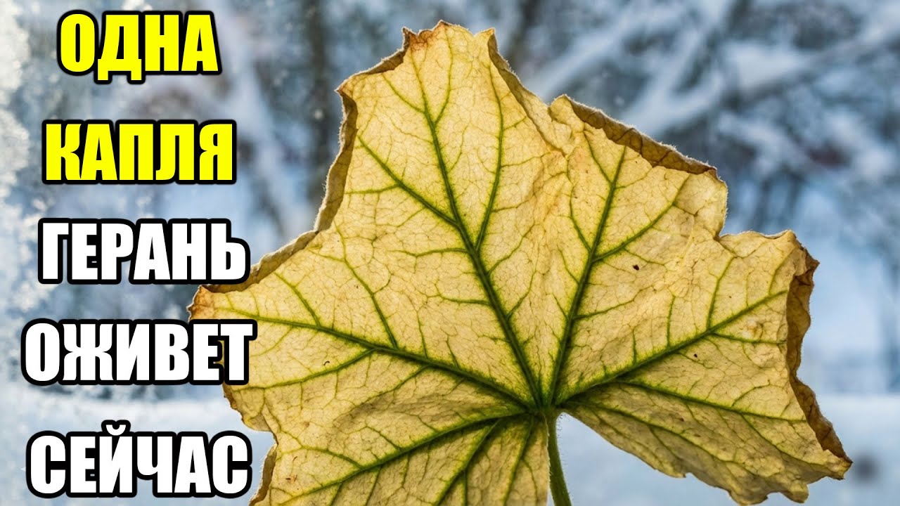 ОЖИВЕТ ДАЖЕ СУХАЯ ПАЛКА! АТОМНАЯ ПОДКОРМКА ЗА КОПЕЙКИ. КАПНИ 1 КАПЛЮ