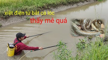 mùa lúa chín.sáng sớm vào đồng xiệt cá lóc cá trê nhiều thấy mê quá 