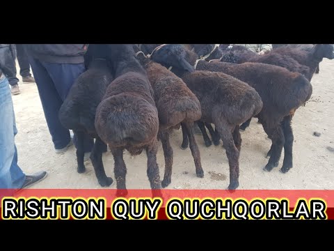 RISHTON CHORVA BOZORI. 1 -qism. QUYLAR NARHLARI.