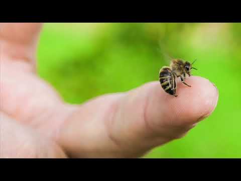 Video: A mund të thumbojë koralet eleganca?