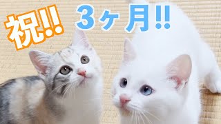 【捨て猫姉弟の記録】3ヶ月目  ついに家猫になった2匹の子猫 by 捨て猫姉弟ハナとユキ 59,413 views 1 year ago 15 minutes