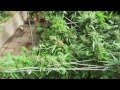 Grow Cannabis – Day 109 Harvest – by Jorge Cervantes