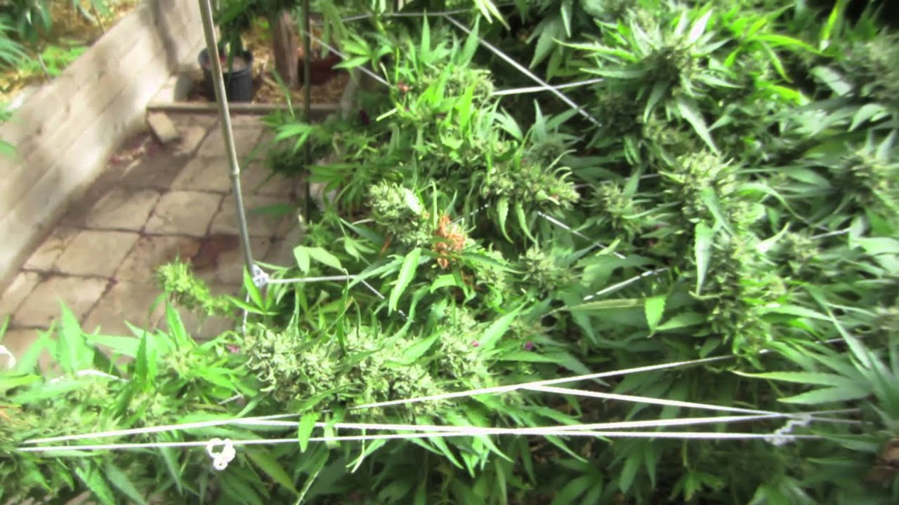 hand embroidery Grow Cannabis – Day 109 Harvest – by Jorge Cervantes