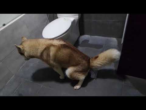 husky-trained-to-use-bathroom