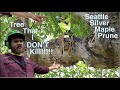 Our First Ever Pruning Video! Big Seattle Silver Maple Prune!