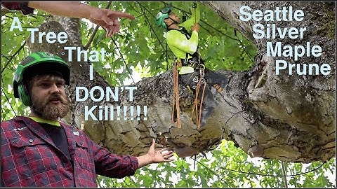 Our First Ever Pruning Video! Big Seattle Silver Maple Prune!
