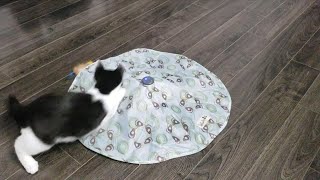 Petlinks Electronic Motion Cat Playmat Toy - Cat Reaction by Daniel 140 views 4 years ago 2 minutes, 25 seconds