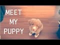 MEET MY PUPPY! の動画、YouTube動画。