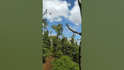 bec tưới PY40 0983574969