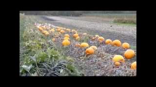 PYO Pumpkins you tube