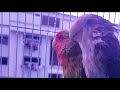 Nap &amp; Babe The Lovebirds Relax After A Nice Shower PT 2 #lovebird #cute #funny #bird #entertainment