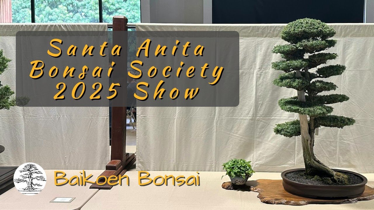 Santa Anita Bonsai Society 58th Show and Exhibition 2025 - Bonsai Exhibition - Baikoen Bonsai Club